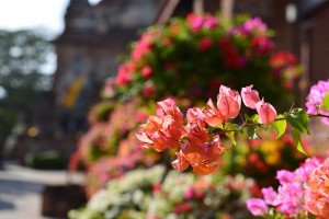 Bouganvillea Bäume mit verschieden farbigen Blüten
