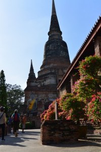 Wat Yai Chaya Mongkol mit Bouganvillea Bäumen mit verschieden farbigen Blüten