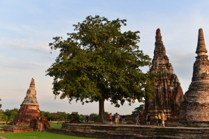 Wat Chaiwatthanaram - Baum mit roten Früchten
