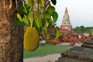 Wat Chaiwatthanaram - Durian Baum