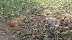 Müde Strassenhunde im Schatten.