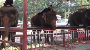 Ruhepause der Mahuts (Elefantenführer) auf ihren Elefanten