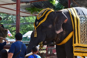 Die Elefanten werden gefüttert