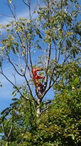 Wat Panping - Mönch am abhacken von Ästen