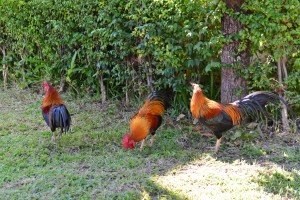 Wat Panping - Hähne