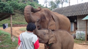 Elefantenkuh mit Jungem