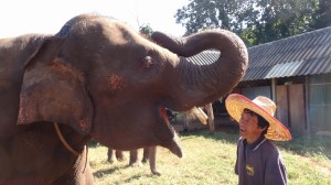 Aum mit ihrem Mahout