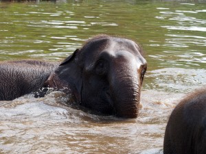 Mamafant beim Baden