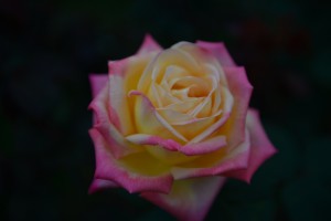 Rose - Gärten des Phra Tamnak Bhu Bhing