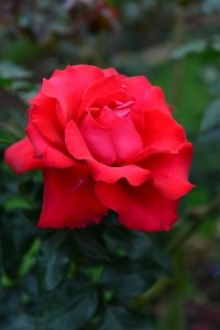 Rose - Gärten des Phra Tamnak Bhu Bhing