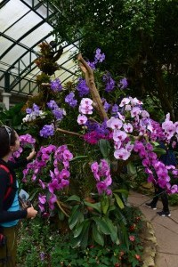 Orchideen - Gärten des Phra Tamnak Bhu Bhing