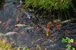 Teich mit vielen grossen Koi-Fischen - Gärten des Phra Tamnak Bhu Bhing
