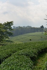 Choui Fong Tee-Plantagen