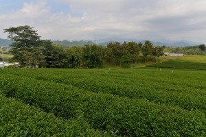 Choui Fong Tee-Plantagen