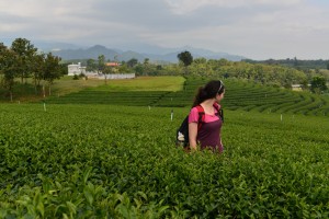 Choui Fong Tee-Plantagen