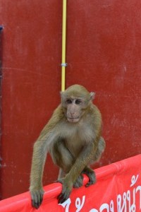 Monkey Cave - Eingang 