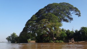 Baum