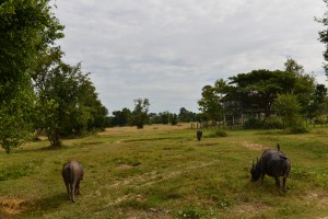 Weiden und Reisfelder