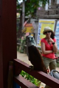 Ein Vogel auf Besuch