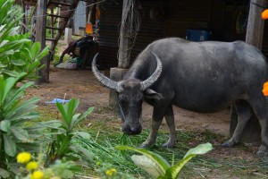 Haustier auf Don Det
