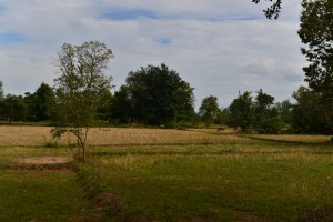 Reisfelder und weidende Tiere