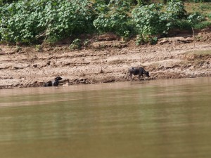 Mekong Flussfahrt - Wasserbüffel beim Abkühlen