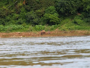 Mekong Flussfahrt - Elefanten